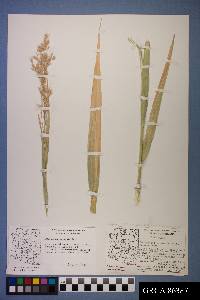 Phragmites australis image